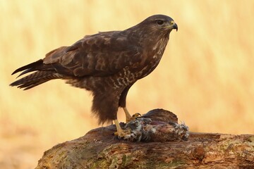Close-up of a buzzard (Buteo buteo) eating a bird on the top of a rock