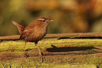 Close-up of a Wren (Troglodytes troglodytes) perched on a tree branch