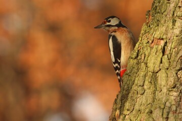 Close-up of a Great spotted woodpecker (Dendrocopos major) perched on a tree