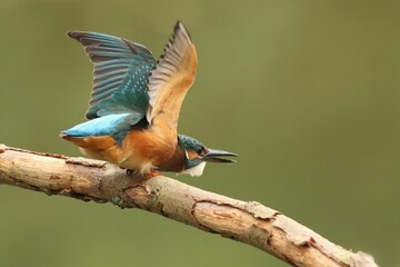 Close-up of a blue kingfisher (Alcedo atthis) ready to fly