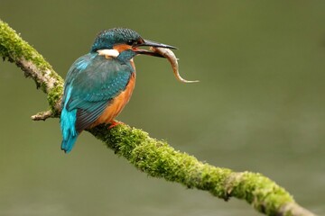 Obraz premium Close-up of a blue kingfisher (Alcedo atthis) perched on a tree branch eating an insect