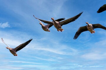 Graceful flock of Greylag geese, Anser anser flying high in the blue sky with their wings wide open