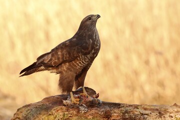 Close-up of a buzzard (Buteo buteo) eating a bird on the top of a rock