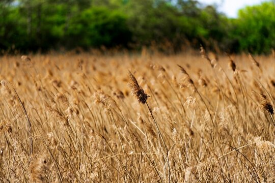 Selective focus shot of dried sedge grass on a field