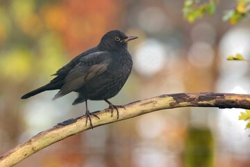 Closeup of a beautiful Common blackbird on a branch with blurred background