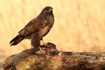 Brown common buzzard perching on wood