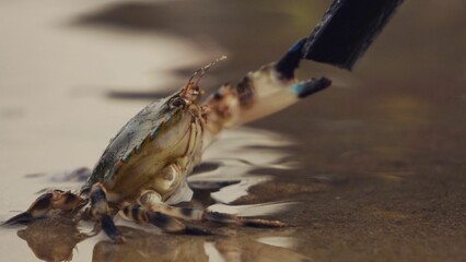 Macro shot of the Pachygrapsus marmoratus on the beach