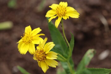 Closeup of beautiful yellow Arnica chamissonis flowers growing in a garden