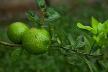 Fruto da variedade de Limão Rei em horta da cidade de Guarani, estado de Minas Gerais, Brasil