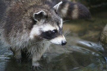 Closeup of a beautiful raccoon standing on a stone and looking at the river