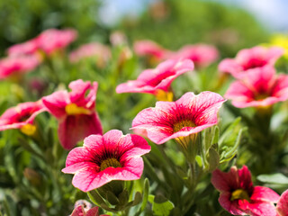 赤いペチュニア