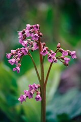 Vertical shot of purple flowers of bergenia crassifolia