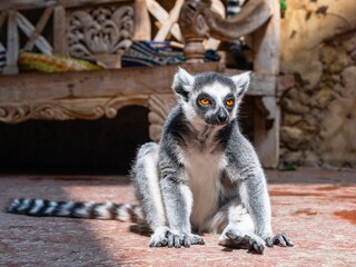 Closeup of lemur sitting under the sun