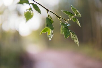 Selective focus shot of a branch with green leaves