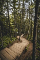 Vertical shot of wooden stairs and road in a forest passing through tall trees
