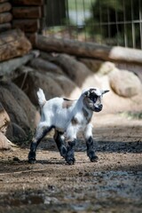 Naklejka na ściany i meble Vertical shot of a beautiful goat on the blurry background