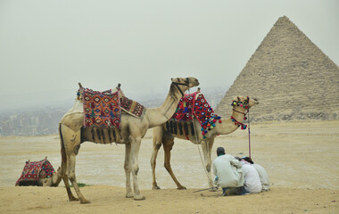 Camel rides for hire by the pyramid of Khafre.