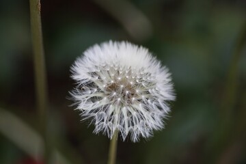 Shallow focus shot of a white Common Dandelion plant with dark background