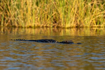 Closeup of an alligator swimming in a pond