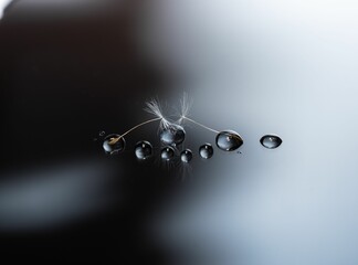 Close-up shot of dandelion seeds and waterdrops on a dark reflecting surface