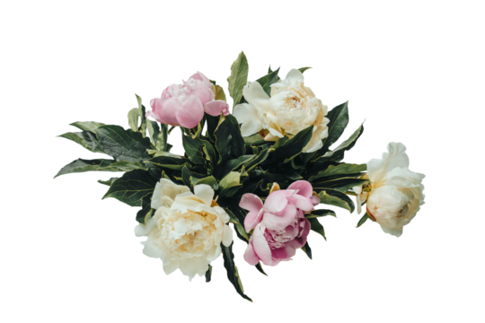 Pink and white peony flowers, transparent background. top view in flat lay style