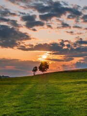 Landscape of a tree on meadows under dramatic sunset sky for wallpaper, vertical shot