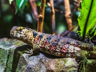 Closeup of Chinese crocodile lizard on a stone
