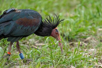 Northern bald ibis looking for food in the ground among green grass with blur background