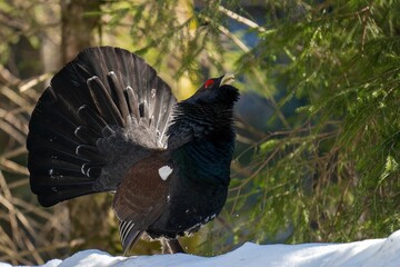 Eurasian capercaillie bird standing on the snow calling during courtship display
