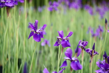 美しい紫色のアヤメの花