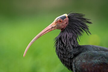 Side view portrait of a northern bald ibis with blur green background