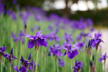 群生するアヤメの花