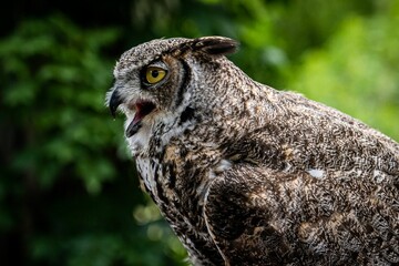 Side view portrait of an Eurasian eagle-owl screaming with blur green background