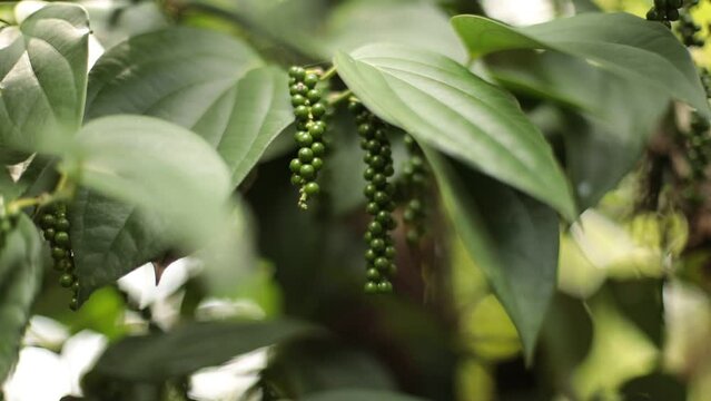 HD of Black pepper (Piper nigrum) shrubs
