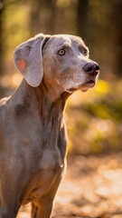 Closeup of the cute Weimaraner dog standing in the forest on the blurred background