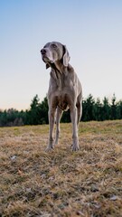 Vertical of the cute Weimaraner dog standing in the field on the blurred background