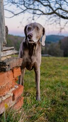 Vertical shot of the cute Weimaraner dog walking in the field with trees on the blurred background