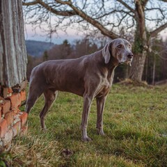 Cute Weimaraner dog walking in the field with trees on the blurred background