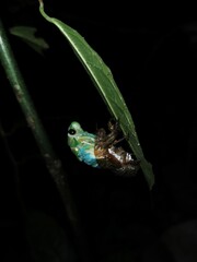 Vertical closeup of a Cicada on a green leaf against a dark background