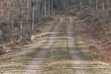 Beautiful view of a road through the forest with dry trees on a cloudy day