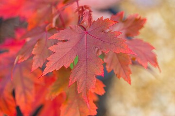 Fototapeta na wymiar Closeup of beautiful red leaves growing on a tree in autumn