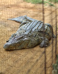 Vertical shot of a large alligator on a sandy field behind a fence