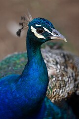 Closeup shot of a colorful peacock with blurry background