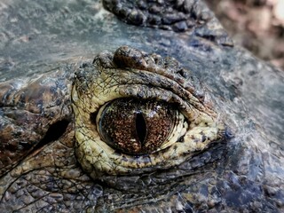 Close-up of an eye of a combed crocodile (Crocodylus porosus)