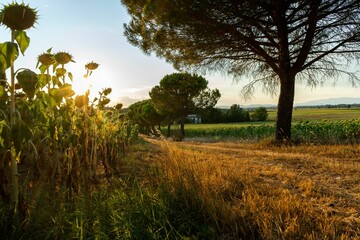 Scenic shot of a cultivated field of sunflowers in front of green trees in a countryside