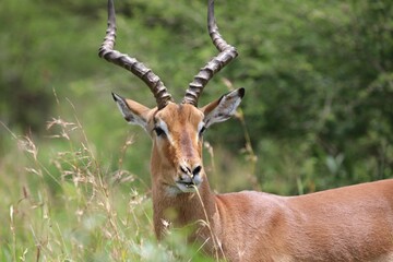 Closeup of an Impala grazing in green grass