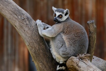 Lemur on the branch of a tree
