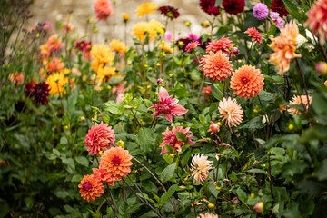 Closeup of colorful Dahlia pinnata flowers growing in a green park