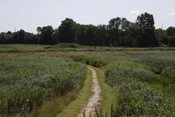 Fototapeta premium Narrow road in the green field with lush trees and grass