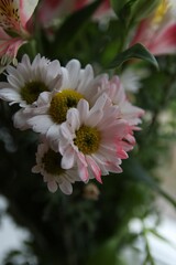 Vertical shot of beautiful white and pink Daisy flowers